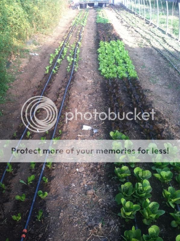  photo image_zps0cc9ece7.jpg